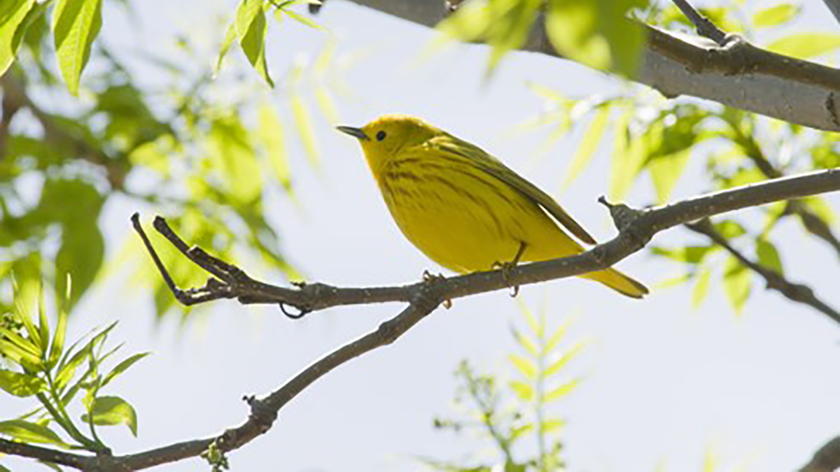 Spring Bird Walk at Independence Grove 
